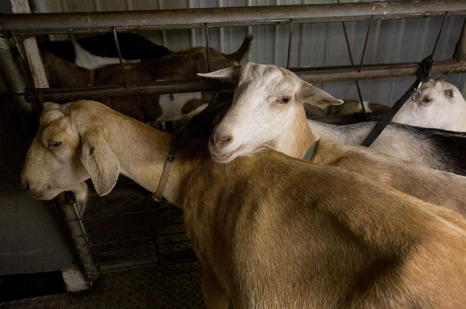 goats.jpg